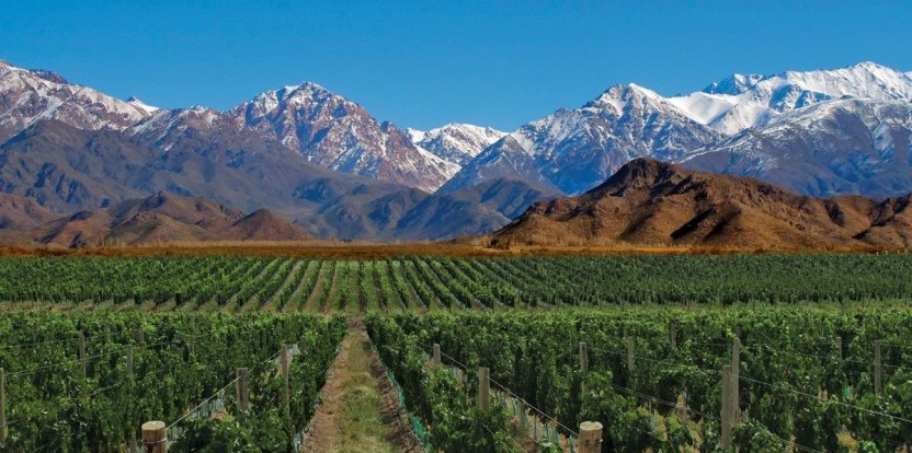Vinohrad Argentina