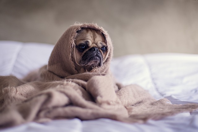 pes pod dekou